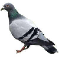 Holubi