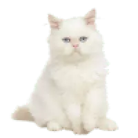 Kočky