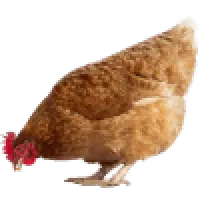Drůbež